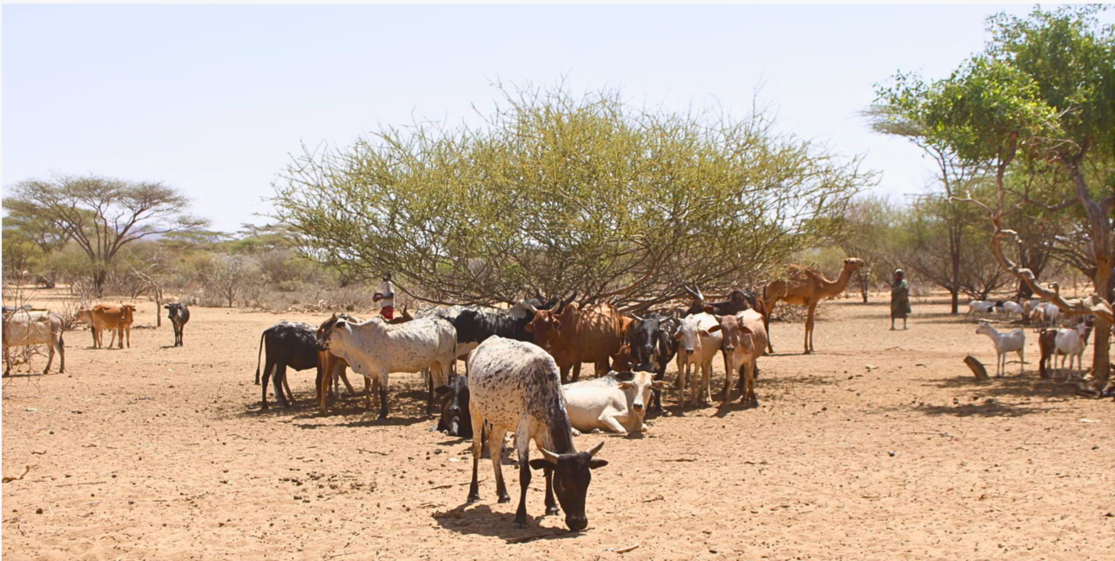 Livestock at a watering hole waiting to drink during there turn due to the drought caused by adverse climate change.